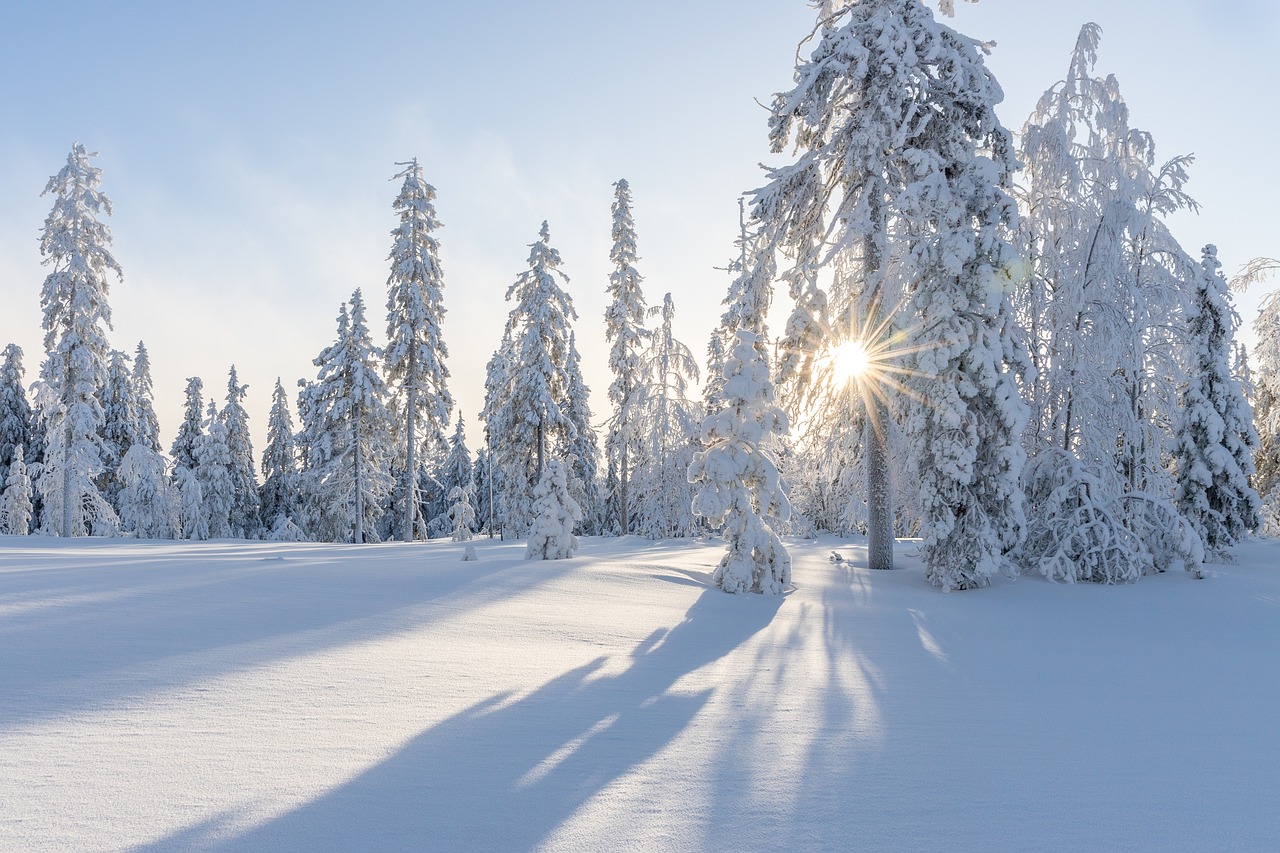 Tall Trees Snow