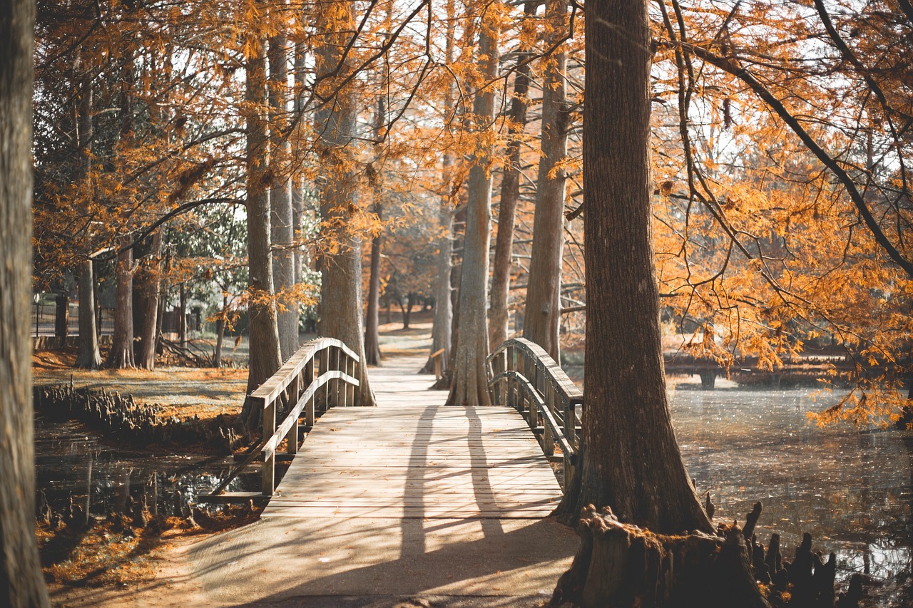 Bridge with trees