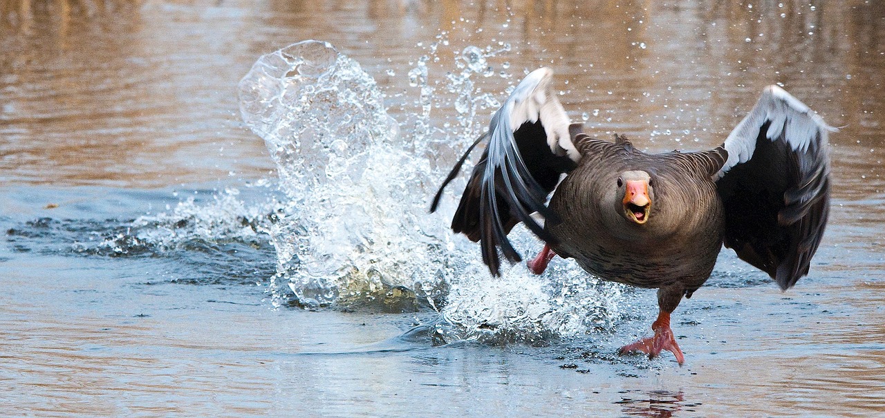 A Goose running on water